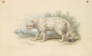 Charles Hamilton Smith - Snow Leopard.webp