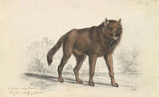 Charles Hamilton Smith - The Black Wolf.webp