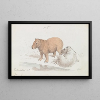 Charles Hamilton Smith - The Capybara.webp