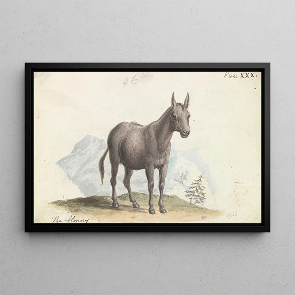 Charles Hamilton Smith - The Hinny.webp