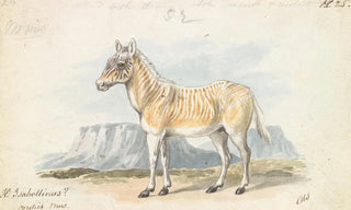 Charles Hamilton Smith - The Isabella Quagga.webp