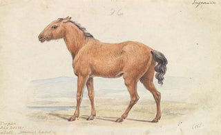 Charles Hamilton Smith - The Tarpan Wild Horse Native to Russia.webp