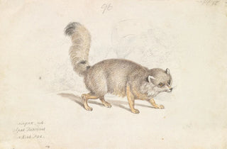 Charles Hamilton Smith - Turkish DogFox.webp