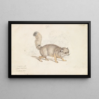 Charles Hamilton Smith - Turkish DogFox.webp