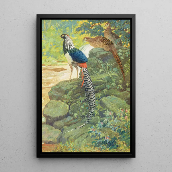 Charles Robert Knight - Lady Amherst Pheasant.webp