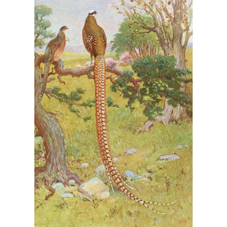 Charles Robert Knight - Reevess Pheasant.webp