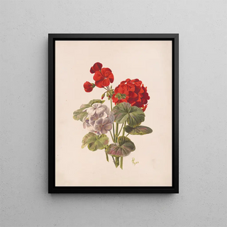 Charles Ryan - Geranium no 5.webp