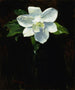Magnolia - Charles Walter Stetson — näkymä teoksesta