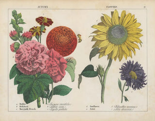 Charlotte Mary Yonge - Autumn Flowers.webp
