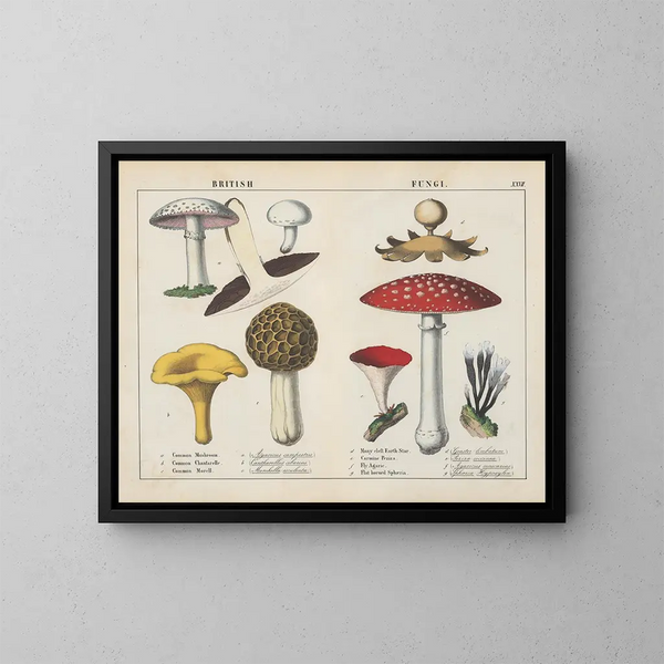 Fungi britanniques - Charlotte Mary Yonge — kehystetty taideteos seinällä