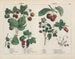 Fruits - Charlotte Mary Yonge — näkymä teoksesta