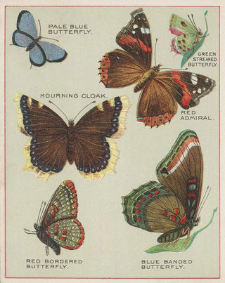 Chase Sanborn - Butterflies of America Pl4.webp