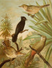 Le monde des oiseaux d'Amérique du Nord pl03 - Christian Anton Goering — näkymä teoksesta