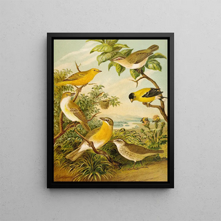 Christian Anton Goering - Die Nordamerikanische Vogelwelt pl16.webp