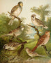 Le monde des oiseaux d'Amérique du Nord pl25 - Christian Anton Goering — näkymä teoksesta