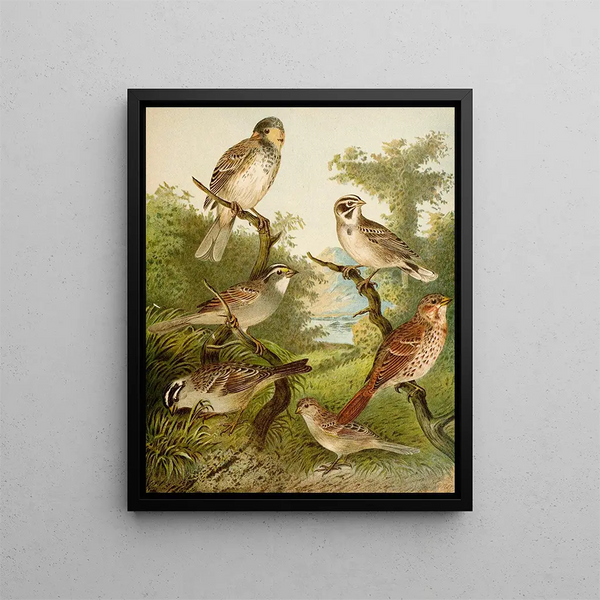 Le monde des oiseaux d'Amérique du Nord pl25 - Christian Anton Goering — kehystetty taideteos seinällä
