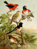 Le monde des oiseaux d'Amérique du Nord pl26 - Christian Anton Goering — näkymä teoksesta