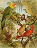 Le monde des oiseaux d'Amérique du Nord pl27 - Christian Anton Goering — näkymä teoksesta