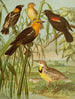 Le monde des oiseaux d'Amérique du Nord pl30 - Christian Anton Goering — näkymä teoksesta
