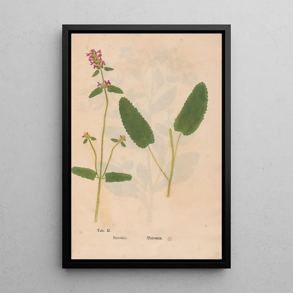 Ectypa vegetabilium Pl002 - Christian Gottlieb Ludwig — kehystetty taideteos seinällä