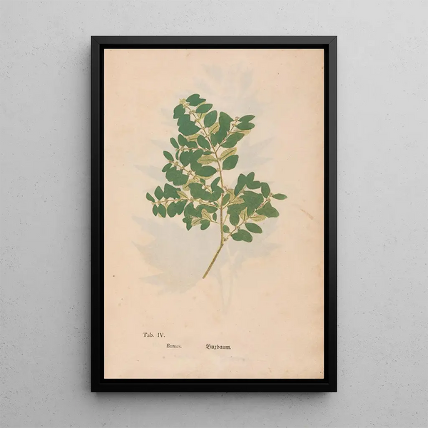 Maalauksen jäljennös Ectypa vegetabilium Pl004 - Christian Gottlieb Ludwig
