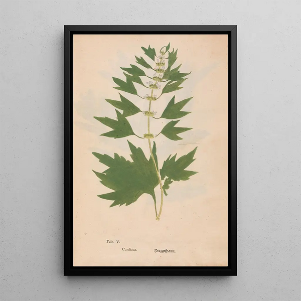 Ectypa vegetabilium Pl005 - Christian Gottlieb Ludwig — kehystetty taideteos seinällä