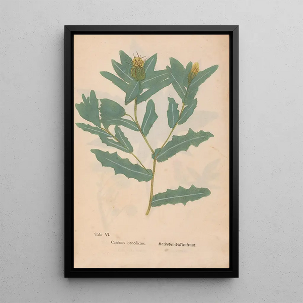 Maalauksen jäljennös Ectypa vegetabilium Pl006 - Christian Gottlieb Ludwig