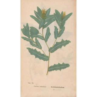 Christian Gottlieb Ludwig - Ectypa vegetabilium Pl006.webp