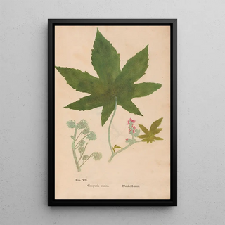 Christian Gottlieb Ludwig - Ectypa vegetabilium Pl007.webp