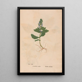 Christian Gottlieb Ludwig - Ectypa vegetabilium Pl008.webp