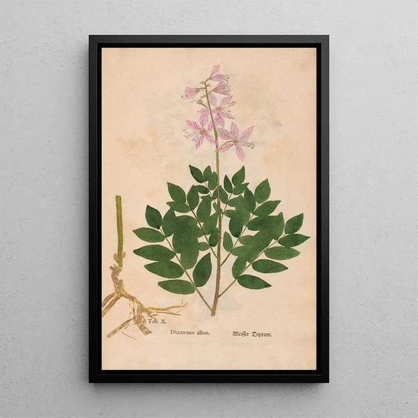 Maalauksen jäljennös Ectypa vegetabilium Pl010 - Christian Gottlieb Ludwig