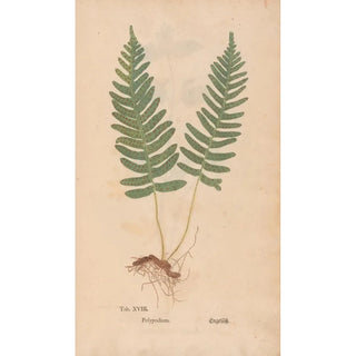 Christian Gottlieb Ludwig - Ectypa vegetabilium Pl018.webp