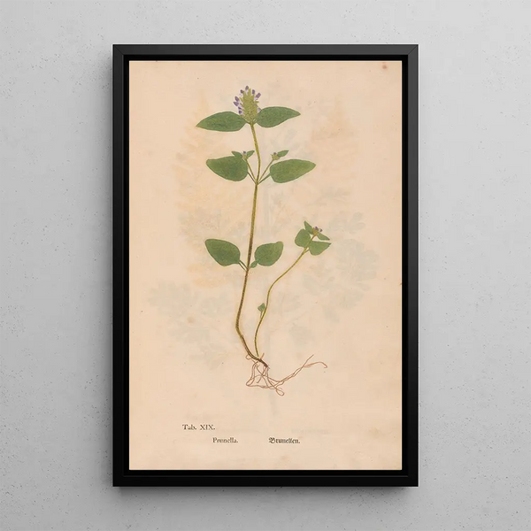 Maalauksen jäljennös Ectypa vegetabilium Pl019 - Christian Gottlieb Ludwig
