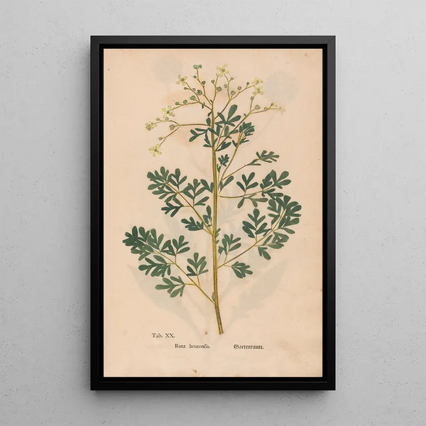 Maalauksen jäljennös Ectypa vegetabilium Pl020 - Christian Gottlieb Ludwig