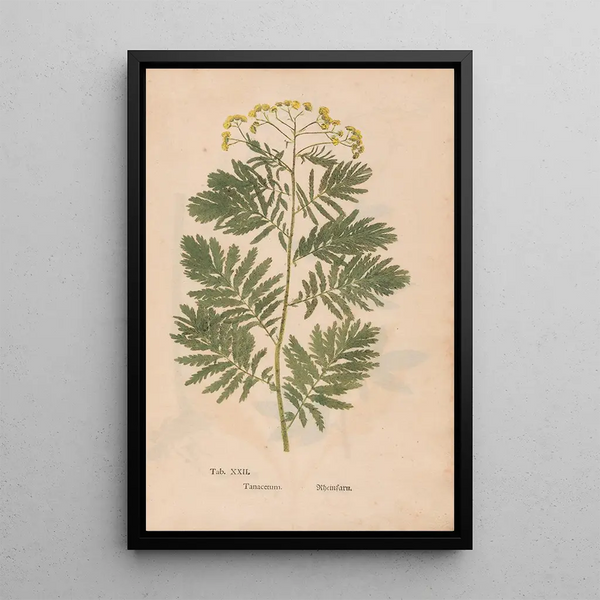 Maalauksen jäljennös Ectypa vegetabilium Pl022 - Christian Gottlieb Ludwig