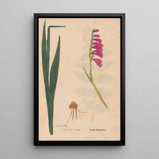 Christian Gottlieb Ludwig - Ectypa vegetabilium Pl024.webp