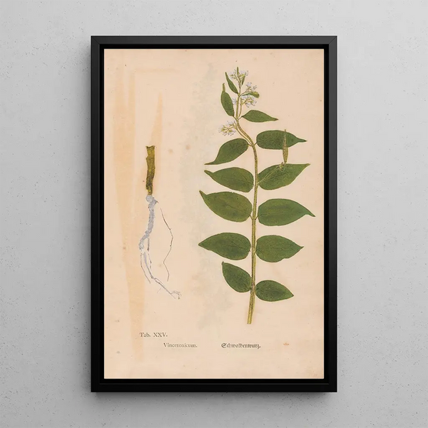 Maalauksen jäljennös Ectypa vegetabilium Pl025 - Christian Gottlieb Ludwig
