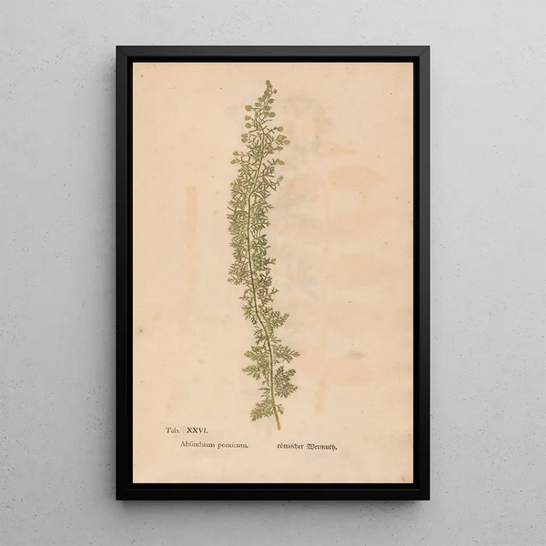 Ectypa vegetabilium Pl026 - Christian Gottlieb Ludwig — kehystetty taideteos seinällä