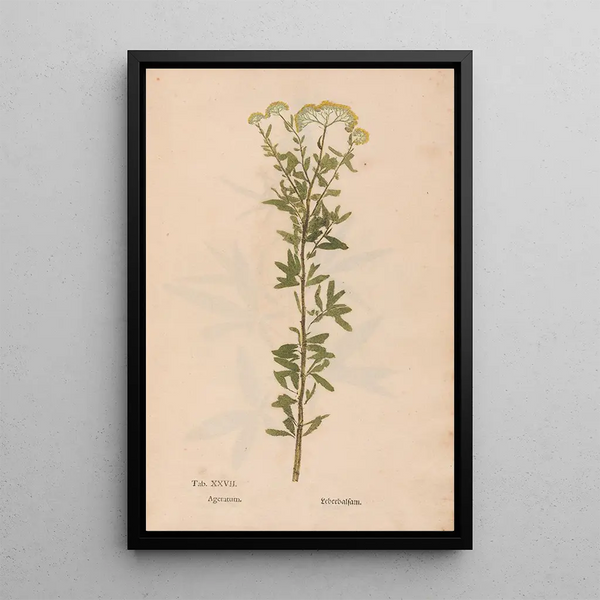Maalauksen jäljennös Ectypa vegetabilium Pl027 - Christian Gottlieb Ludwig