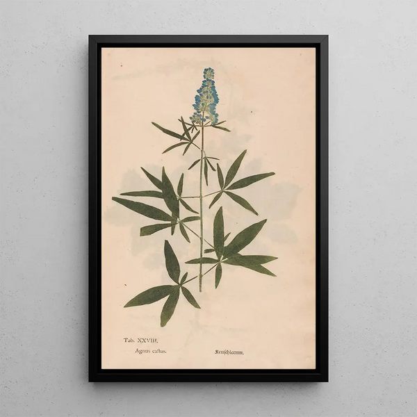 Ectypa vegetabilium Pl028 - Christian Gottlieb Ludwig — kehystetty taideteos seinällä