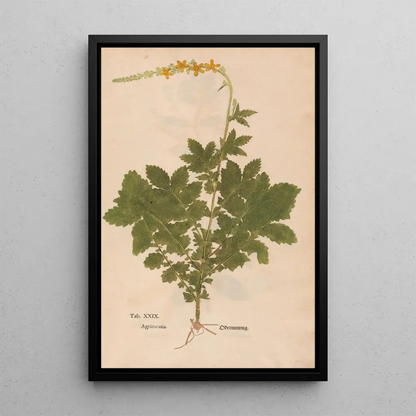 Maalauksen jäljennös Ectypa vegetabilium Pl029 - Christian Gottlieb Ludwig