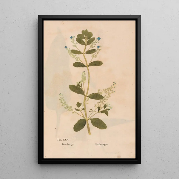 Ectypa vegetabilium Pl030 - Christian Gottlieb Ludwig — kehystetty taideteos seinällä
