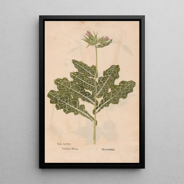 Ectypa vegetabilium Pl035 - Christian Gottlieb Ludwig — kehystetty taideteos seinällä