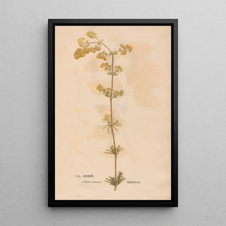 Christian Gottlieb Ludwig - Ectypa vegetabilium Pl039.webp