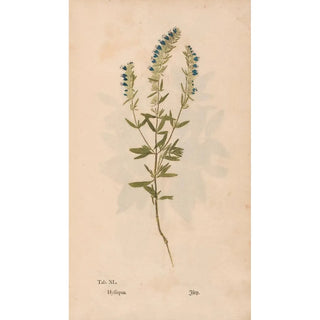 Christian Gottlieb Ludwig - Ectypa vegetabilium Pl040.webp