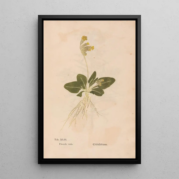 Ectypa vegetabilium Pl043 - Christian Gottlieb Ludwig — kehystetty taideteos seinällä