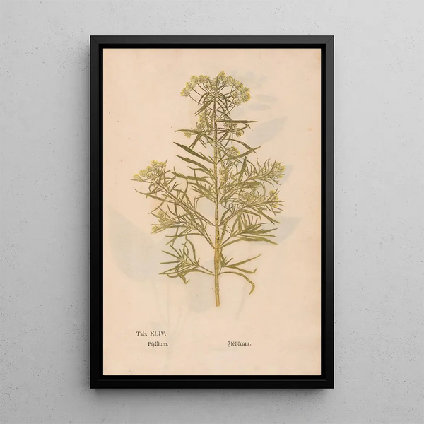 Ectypa vegetabilium Pl044 - Christian Gottlieb Ludwig — kehystetty taideteos seinällä