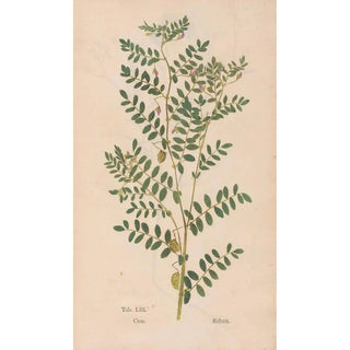 Christian Gottlieb Ludwig - Ectypa vegetabilium Pl053.webp