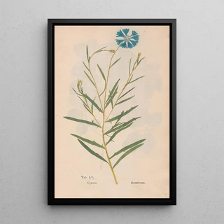 Christian Gottlieb Ludwig - Ectypa vegetabilium Pl055.webp