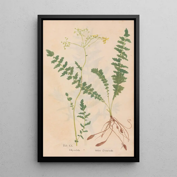 Ectypa vegetabilium Pl060 - Christian Gottlieb Ludwig — kehystetty taideteos seinällä